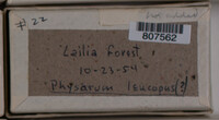 Physarum leucopus image